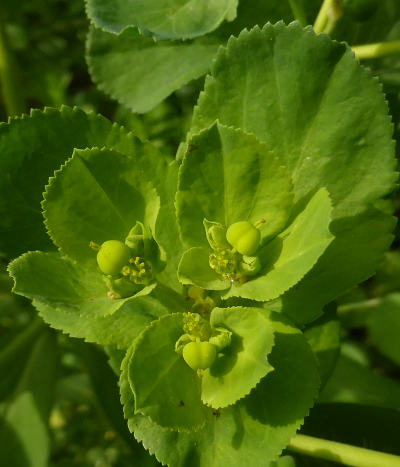 euphorbia helioscopia