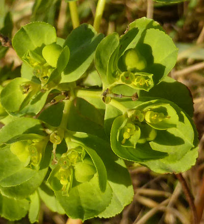 euphorbia helioscopia