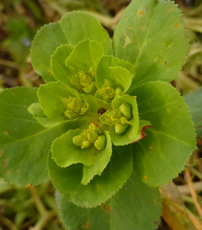 euphorbia helioscopia