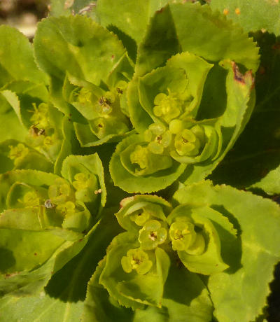 euphorbia helioscopia