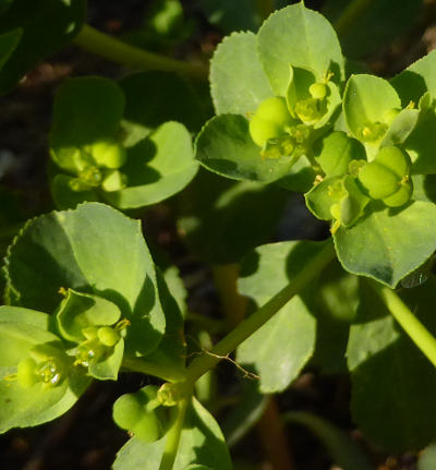 euphorbia helioscopia