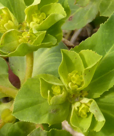 euphorbia helioscopia