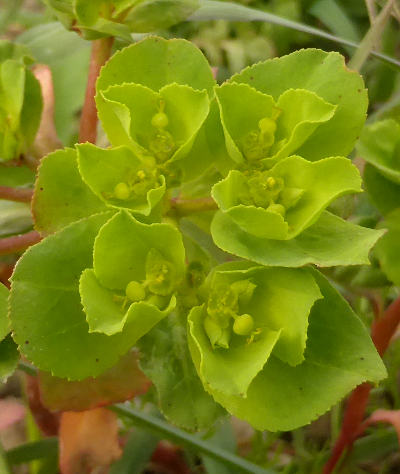 euphorbia helioscopia