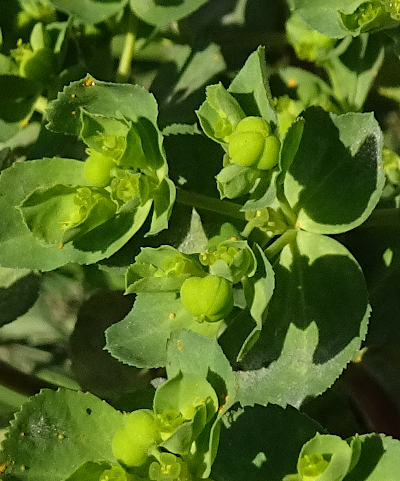 euphorbia helioscopia