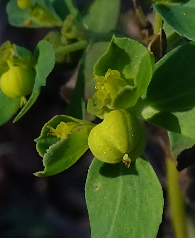 euphorbia helioscopia