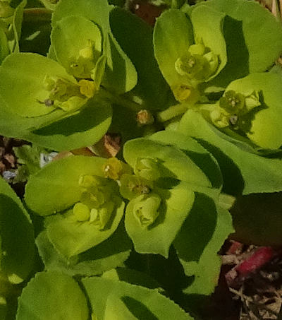 euphorbia helioscopia