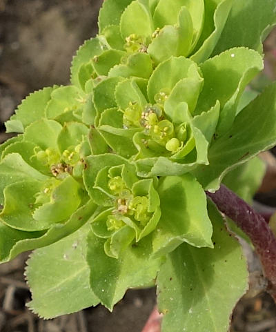 euphorbia helioscopia