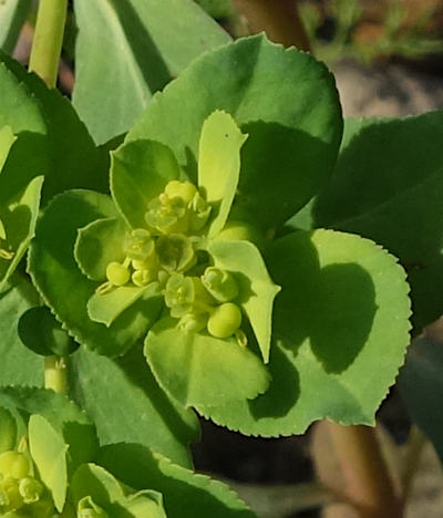 euphorbia helioscopia