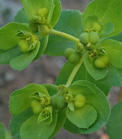 euphorbia helioscopia