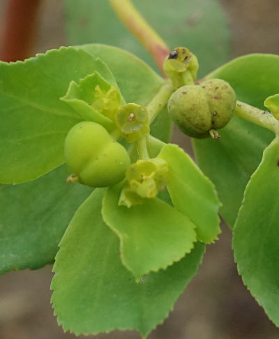 euphorbia helioscopia