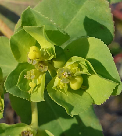 euphorbia helioscopia