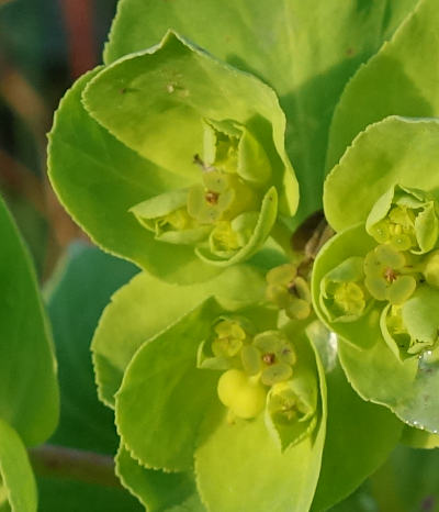 euphorbia helioscopia