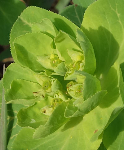 euphorbia helioscopia