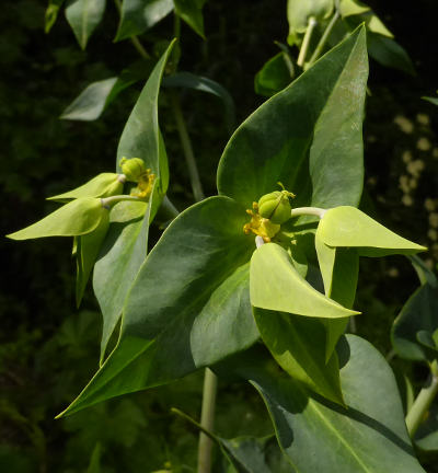 euphorbia lathyris