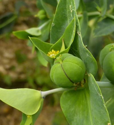 euphorbia lathyris