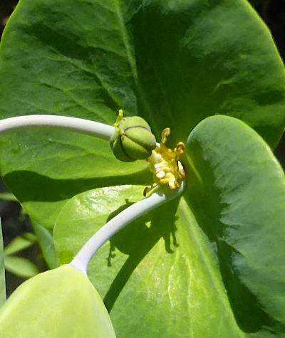 euphorbia lathyris