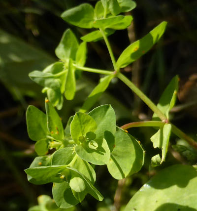 euphorbia peplus