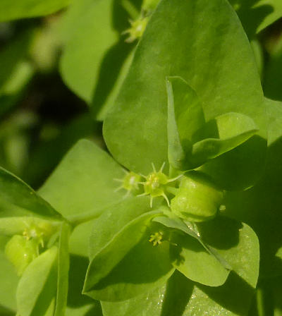 euphorbia peplus