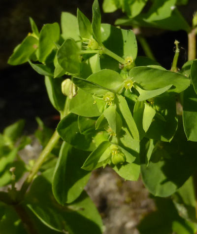 euphorbia peplus