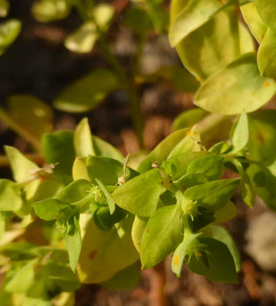 euphorbia peplus