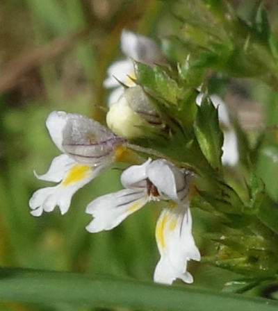 euphrasia officinalis