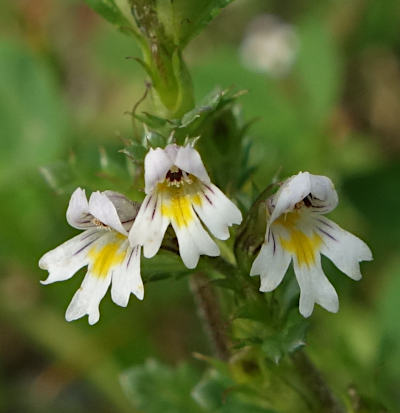 euphrasia sricta