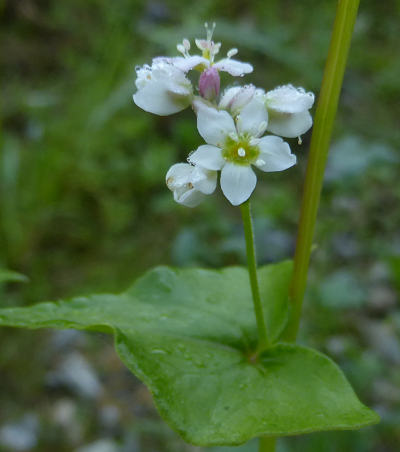 fagopyrum esculentum