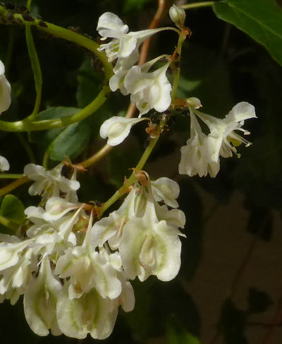 fallopia baldschuanica