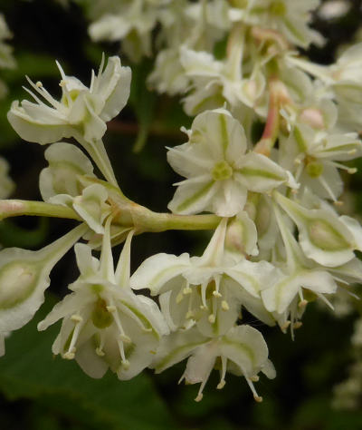 fallopia baldschuanica