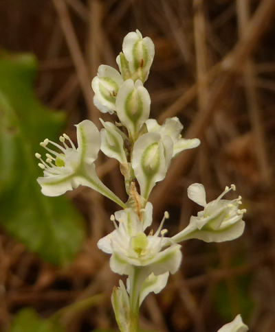 fallopia baldschuanica