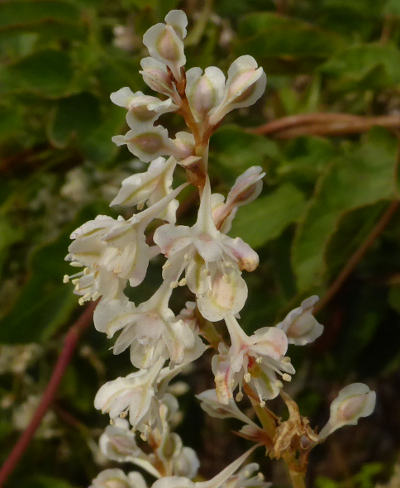 fallopia baldschuanica