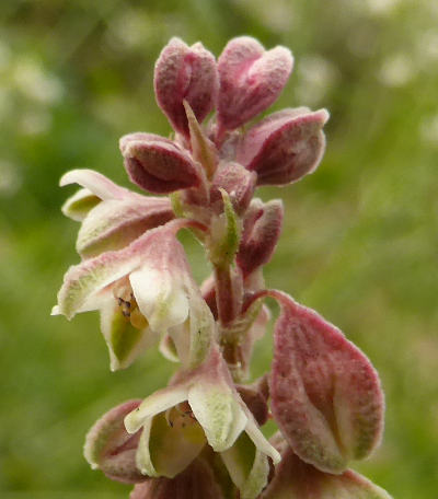 fallopia convolvulus