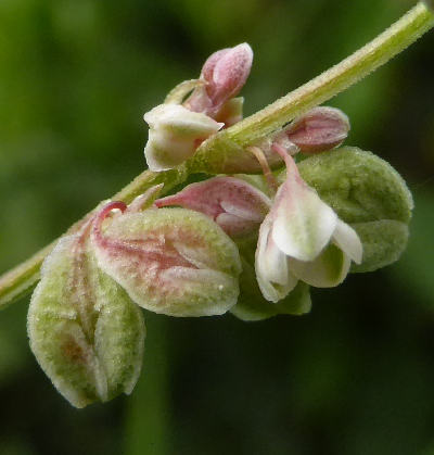 fallopia convolvulus