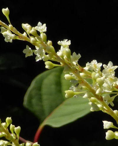 fallopia japonica