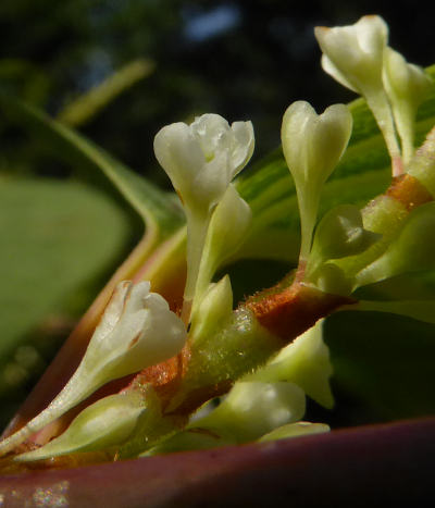 fallopia japonica