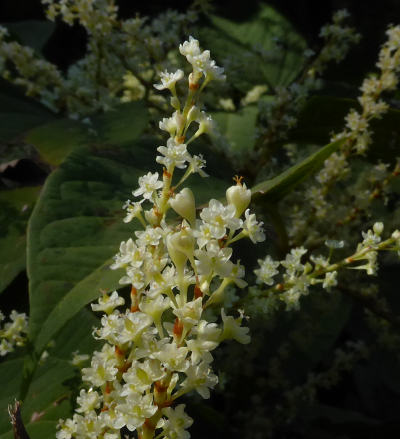 fallopia japonica