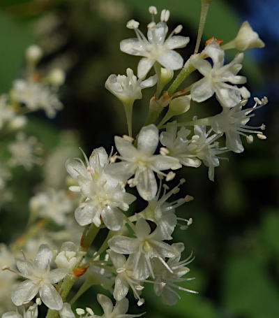 fallopia japonica