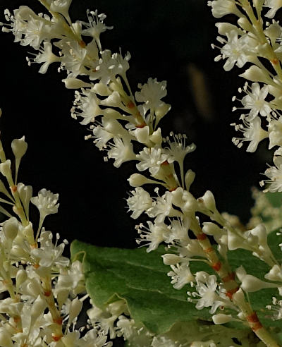 fallopia japonica