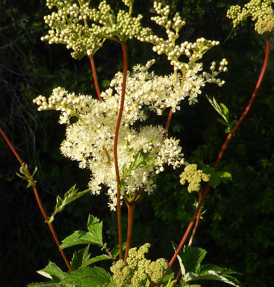 filipendula-ulmaria