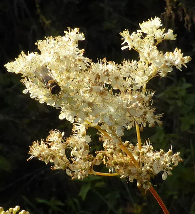 filipendula ulmaria