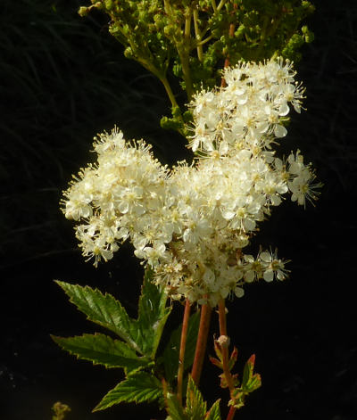 filipendula ulmaria