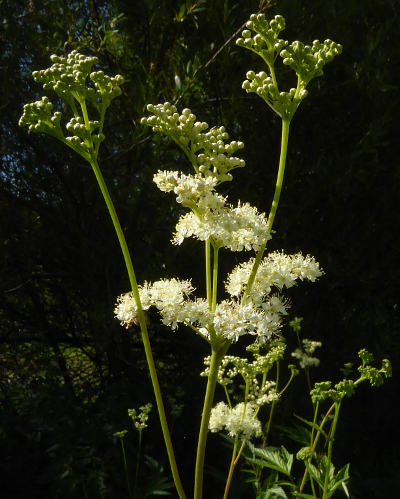 filipendula ulmaria