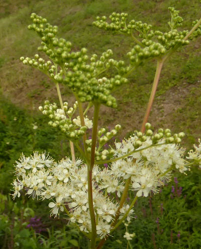 filipendula ulmaria