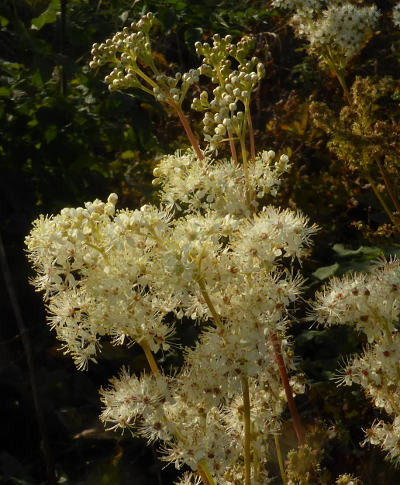 filipendula ulmaria