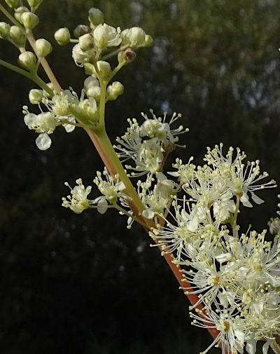 filipendula ulmaria