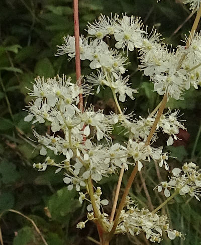 filipendula ulmaria