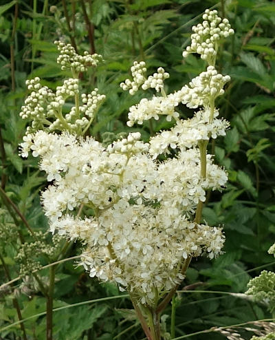 filipendula ulmaria