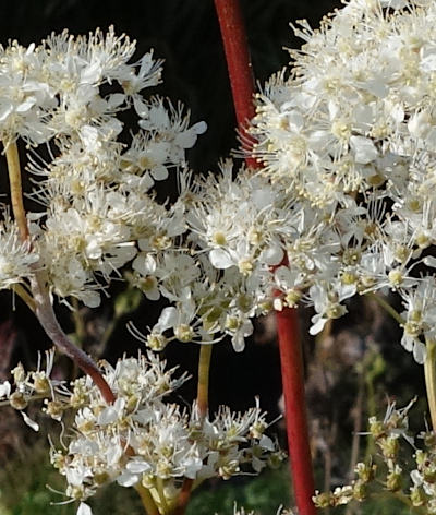 filipendula ulmaria