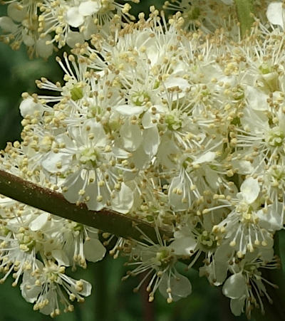 filipendula ulmaria