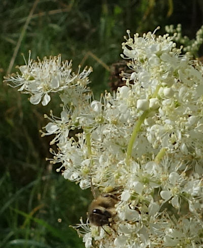 filipendula ulmaria